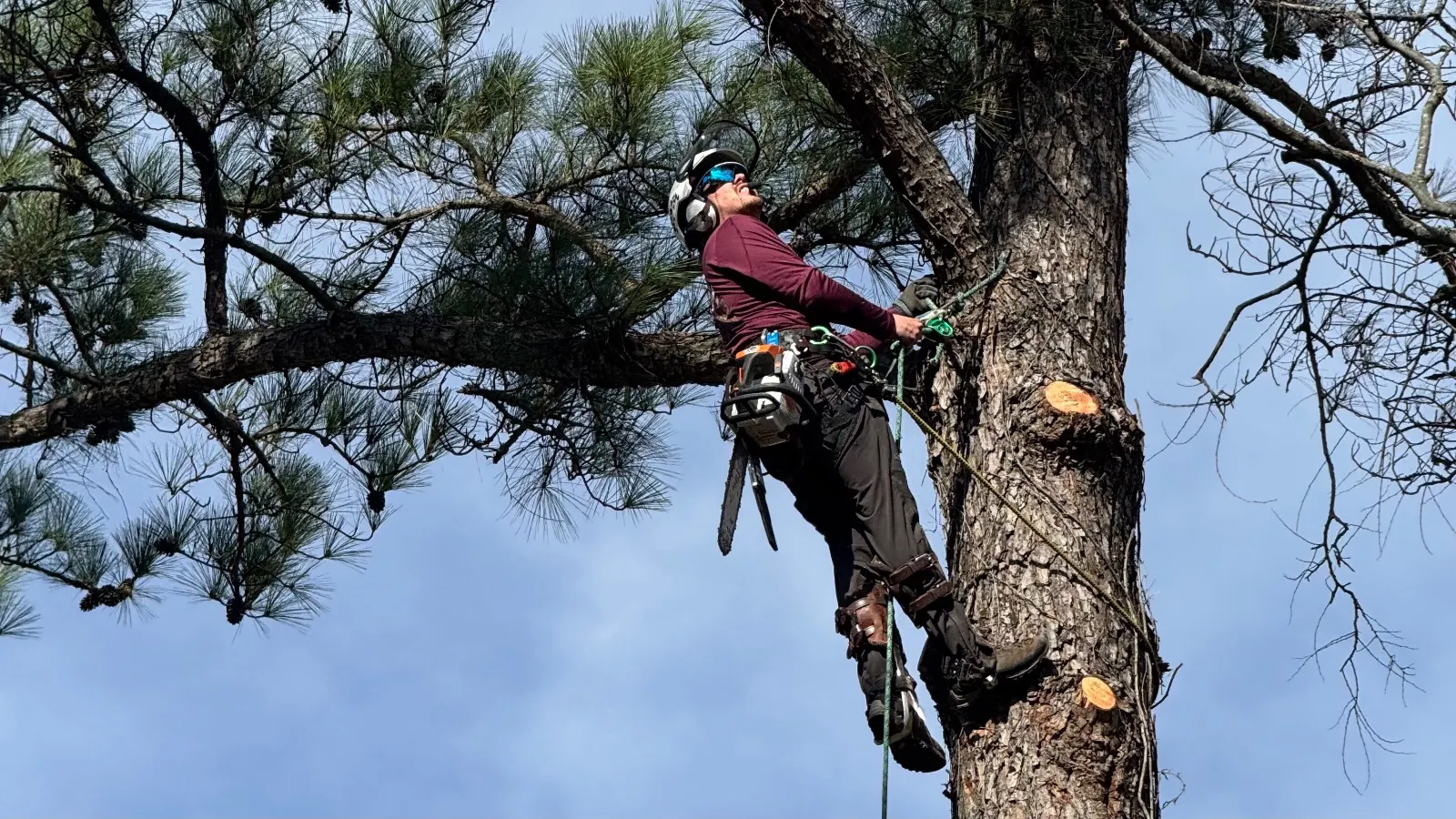 Climbing a Pine