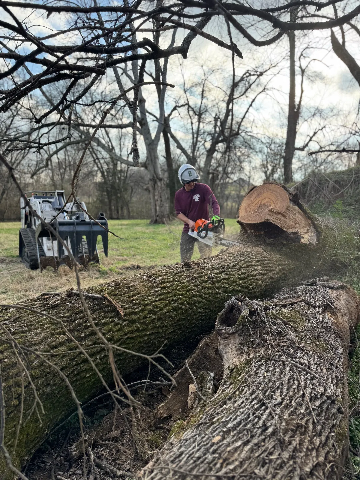 Cutting Up A Downed Ash
